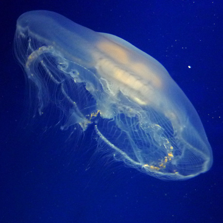 Close Encounters Of The Jelly Kind