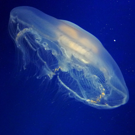 Close Encounters Of The Jelly Kind