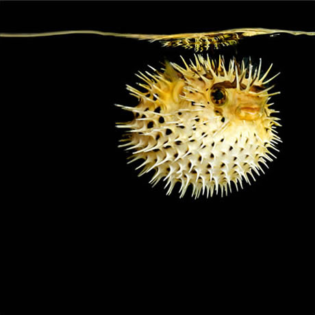 Mark Laita Puffer Fish Photo