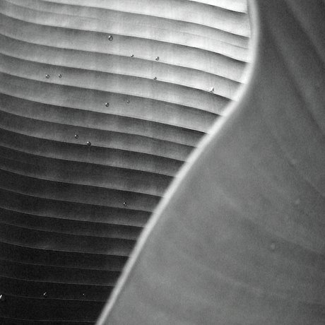 Photograph of waterdrops on a leaf